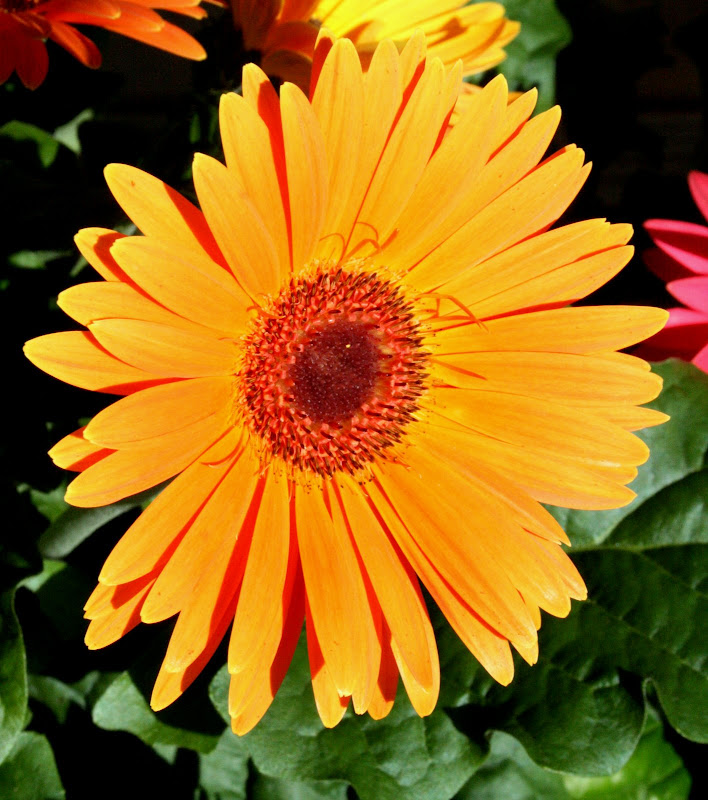 Northern Michigan Experience Gerbera Daisies